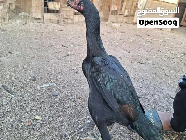مطلوب دجاجه هراتيه وحده او ثنين سعر مناسب