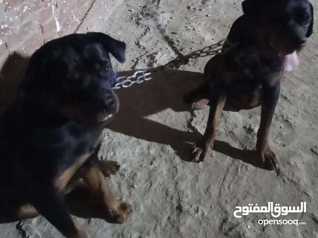 للبيع كلاب روت امريكي