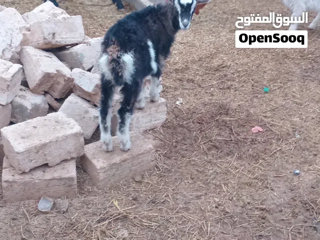 اعناق بريطاني على الفرنساوي لاسود