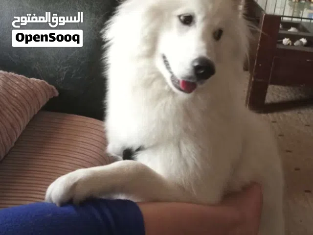 كلب انثى سامويد