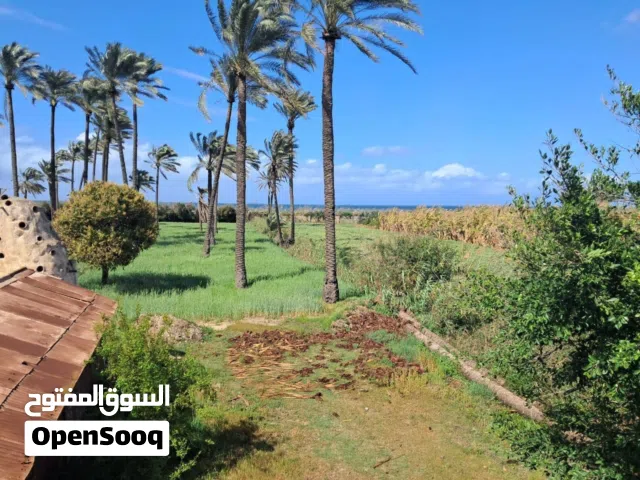 Commercial Land for Sale in Alexandria Maamoura