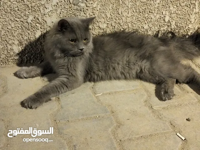 قط للبيع سعره 35االف تواصل واتساب فقط