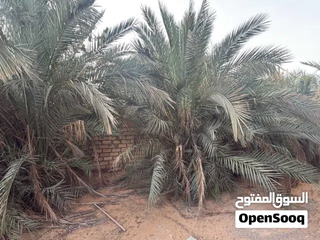 3 برونصيات مثمرات