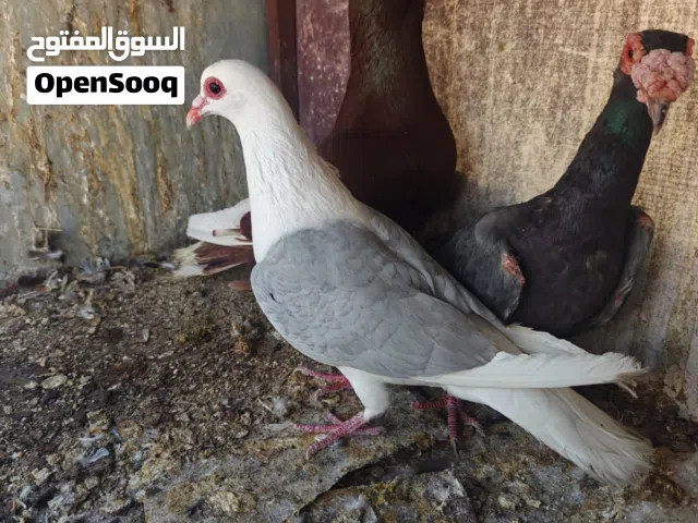 جواز وفردات للبيع سعر حرق