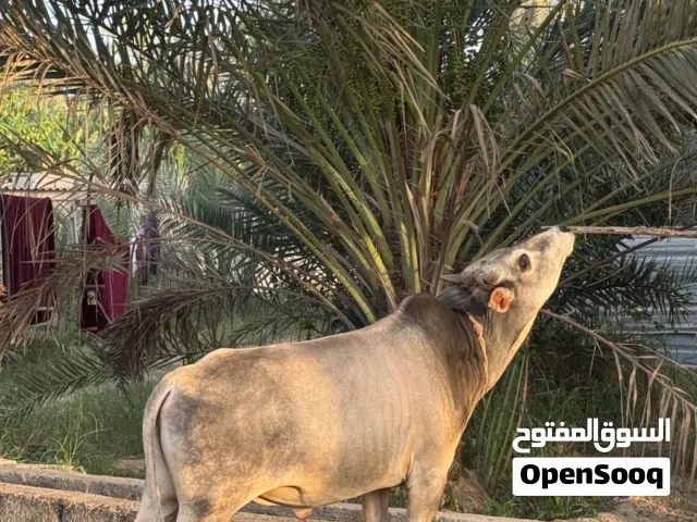 ثور عماني مولود و مطعوم في المزرعة خالي من العذاريب عمره سنتين ونص.. إقرأ الوصف