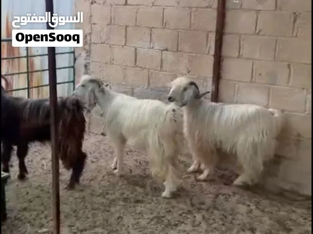 للبيع ضحيه تيس عمره سنتين