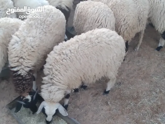 اغنام وطنيه لاقوة الى بالله عز من يربي سعي صغير
