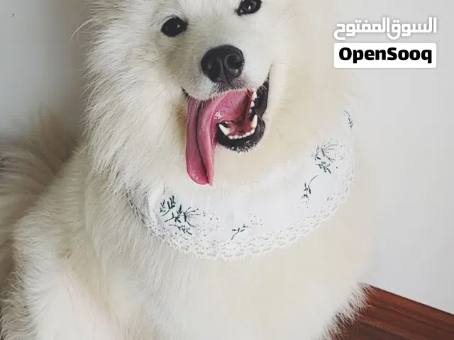 كلب ساموايد نظيف جدا جدا ماخذ جميع المطاعيم وماخذ جميع الفحوصات ومعاه جواز سفر الكلب والصلاه على نبي