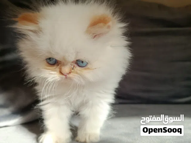 chat persan
