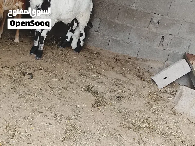 السلام عليكم  حوالي هجين موصفات فحل الله يبارك  العمر 6 شهور