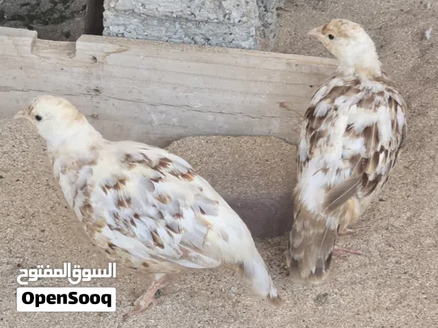 صفارد باكستانية اللون الابيض  للبيع