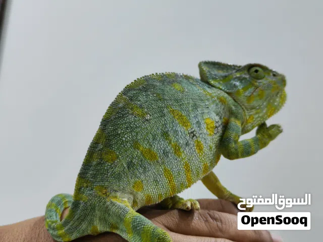 الحرباء العربية/الشائعة للبيع common chamilion for sale