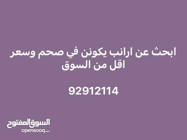ابحث عن ارنب ف صحم