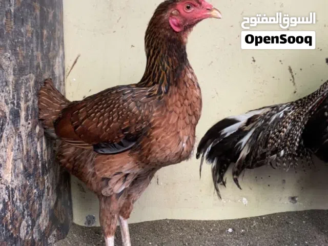 للبيع او للبدل