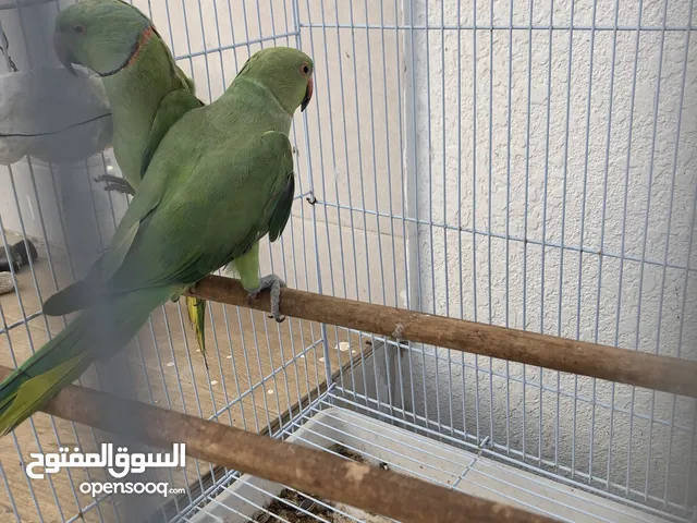 زوج ببغاء دره