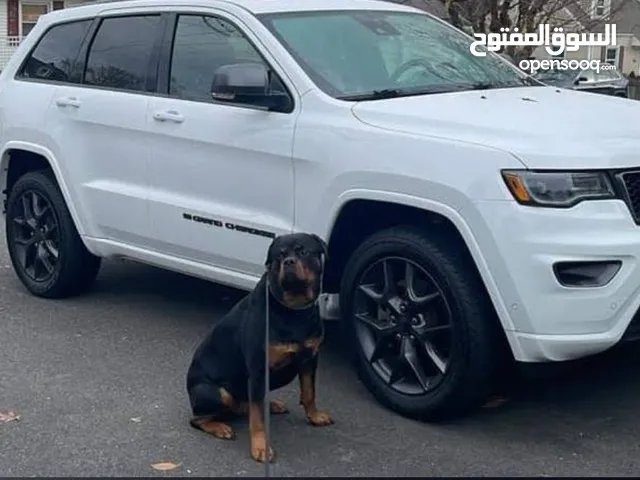 جيب جراند شيروكي ليمتد للايجار بدون سائق تأمين شامل للمصريين بالخارج ورجال الأعمال والخليجين