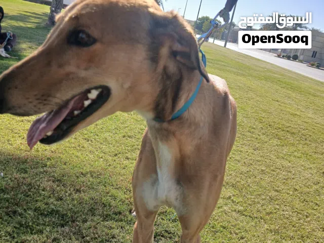 greyhound dog for free adoption