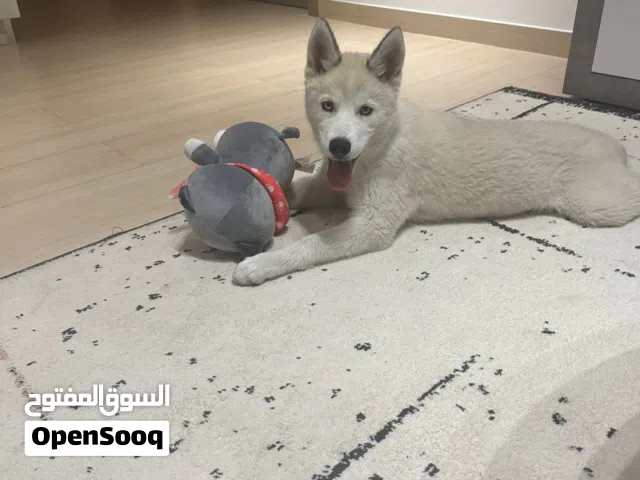 husky for sale