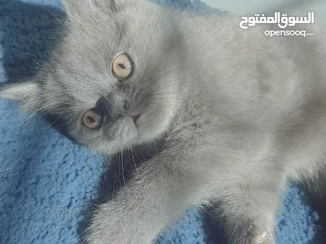 قطه برتش انثى