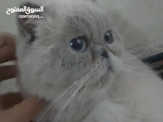 قـطه للبيع
