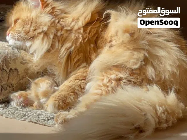 قطه شيرازي للبيع لون قهوائي فرووو ناعم جدا هادئه غير شرسه  يتوفر معها الطعام والمستلزمات والبيت