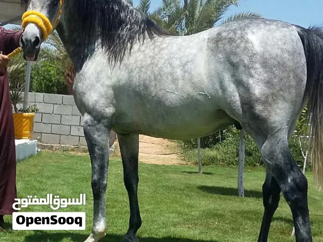 خيل عربي اصيل