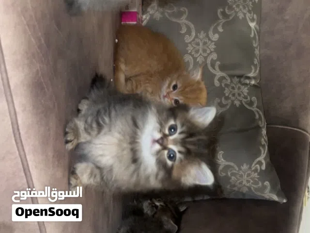 قطط شيرازية  الحجم والعدد:خمس صغيرة   النوع: شيرازي  العمر:شهرين