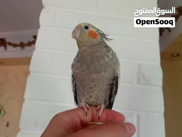 حبتين ككتيل  وجوز روز  الحبات عجينه .... طبعن اليفات ومدربات ونشيطات و آمنات علا الأطفال