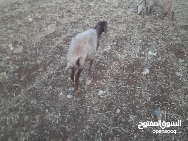 نعجه سن جمع لحم عقيقه ضحيه زابطه كلشي الله يبارك لصاحب نصيب