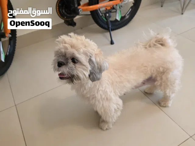 Shih tzu Female
