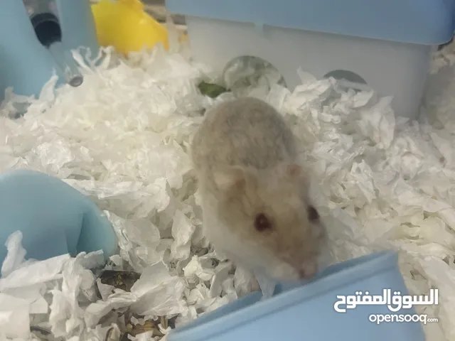 White hamester cute small and active nice color rare to find