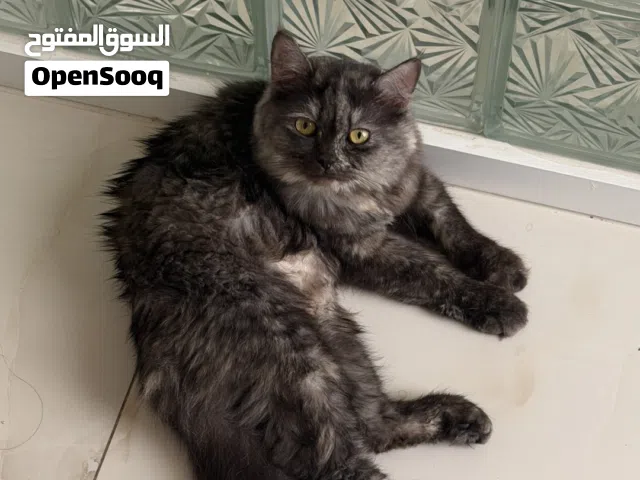 قط شيرازي رمادي للبيع