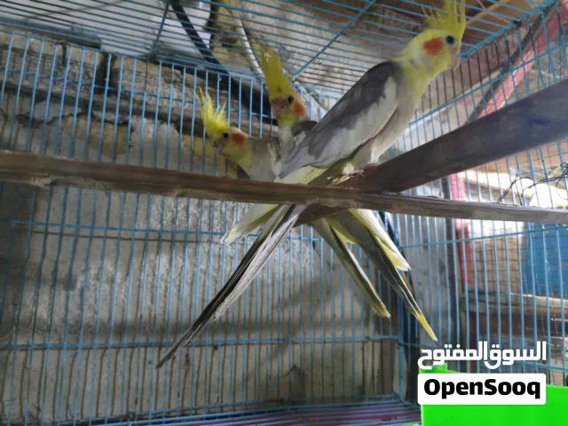 زوج كوكتيل للبيع مع ابنهن