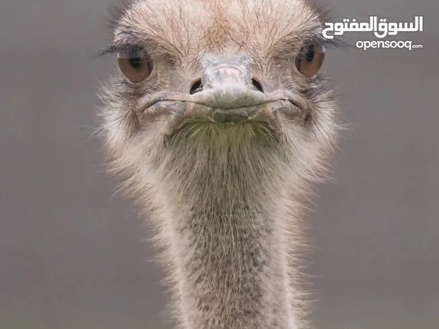 Ostrich نعام