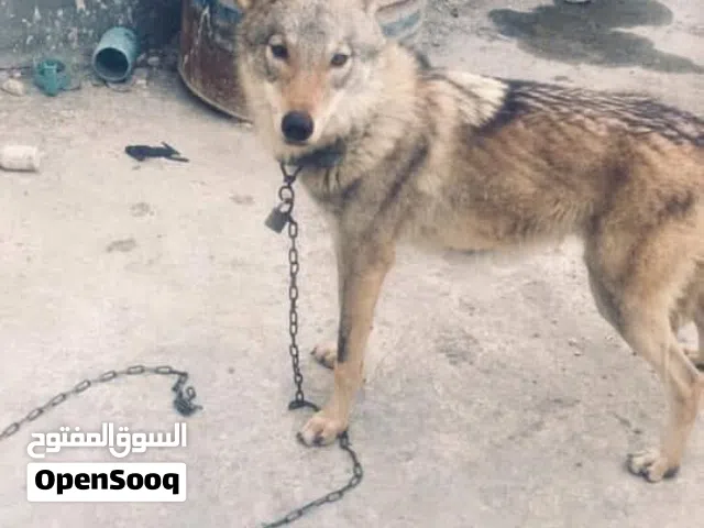 مطلوب وشق او ذئب او غرير العسل اي سعر اشتري