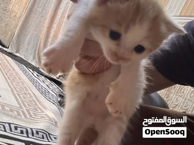 قطة شيرازي مع خمس اطفال للبيع