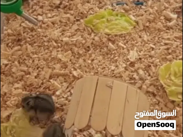 بيع هامستر روسي سلالة نادرة
