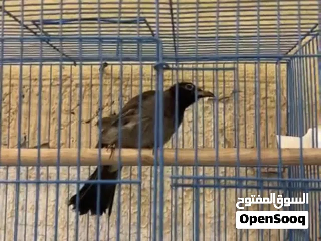 للبيع بلبل