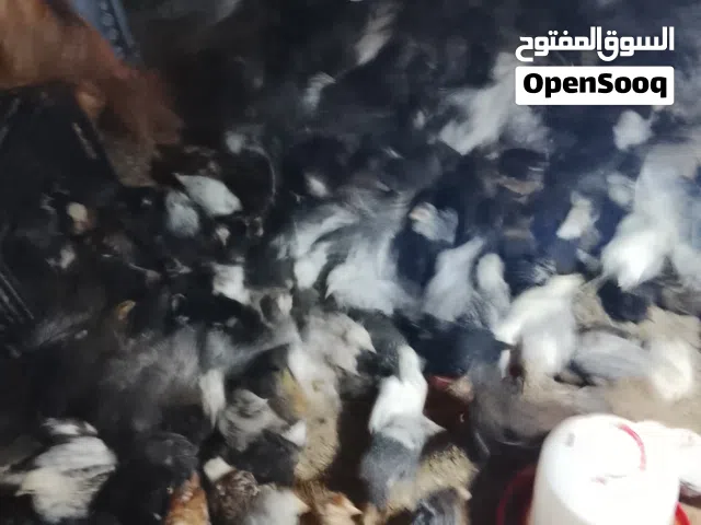 كتكوت عربي مخلاط للبيع العمر شهر و سبوع