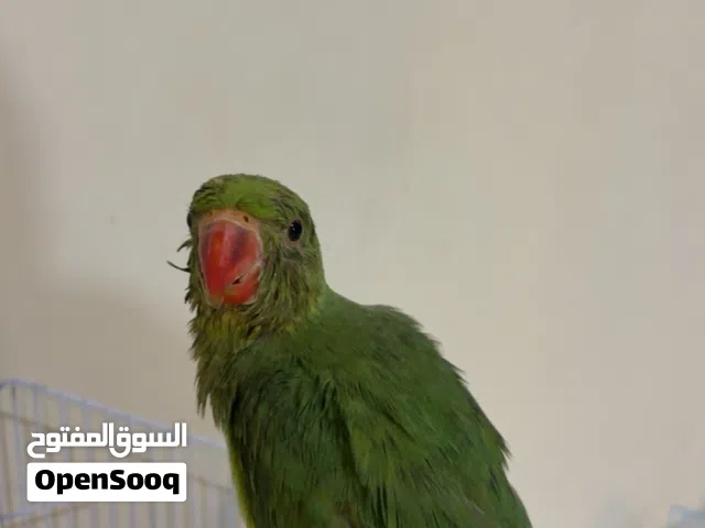 بغبغاء الدرة