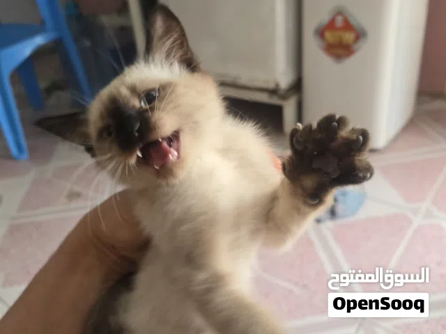 قط سيامي ذكر