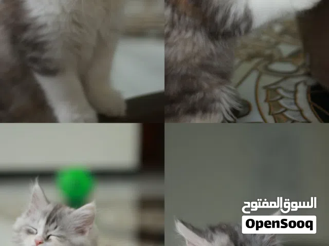 قطط انثى شيرازي