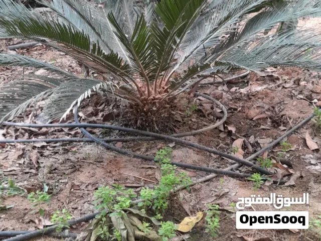 نخيل سيكاس للبيع