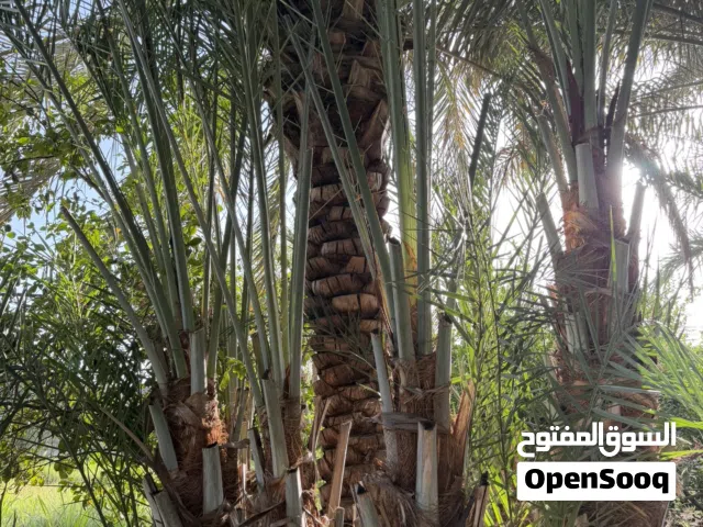 فحول للبيع