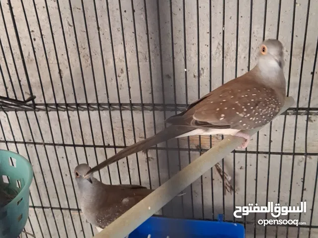 جواز حب وتذكرين كنار وجوز ماسي  بيع او بدل