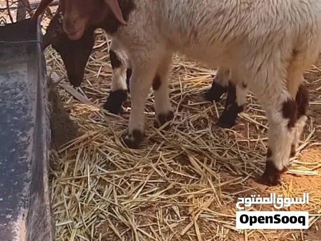 حولي وحوليه ثوميات  للبيع