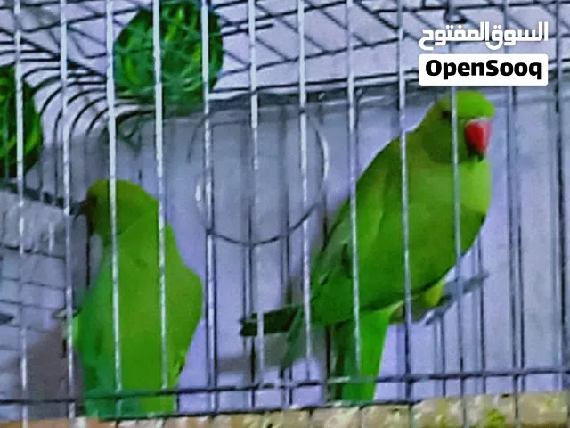 حبتين دره بسم الله ما شاء الله فحل وطيره بعدهن مش جاهزات العمر سبعه اشهر حبات جامبو