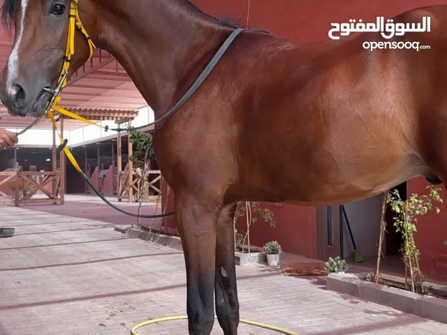 فلو ابن العالمي حسان الشرق
