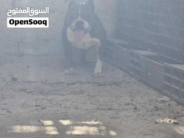 متاح أنثى أمريكان بولي