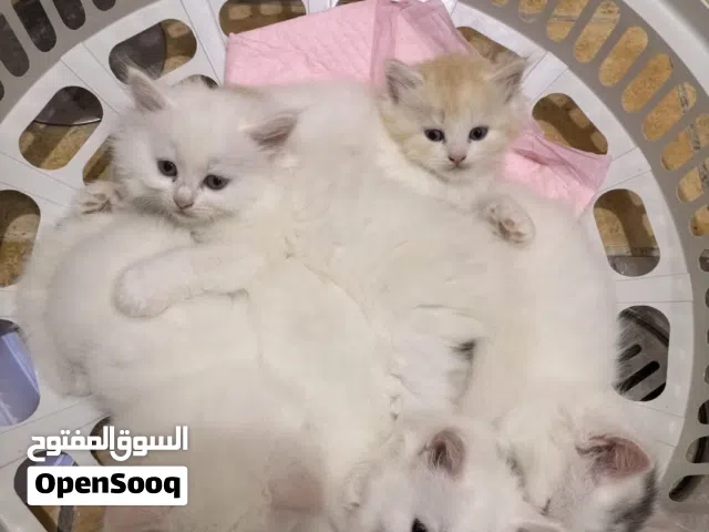6 week old kittens for adoption. 2 male 2 female